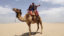 Bedouin Adventure: Dromedaries in the Desert