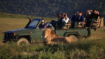 Luxury 2-Day In & Out Garden Route Safari Tour