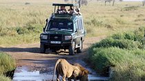 The Big 5 Safari