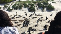 Cape of Good Hope and Boulders beach full day tour