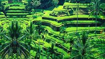 Guided Full-Day Tours to the Amazing Attractions in Bali