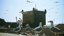 Shared-Small Group Day Trip to Essaouira from Marrakech