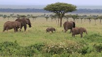7 Day Uganda Safaris 