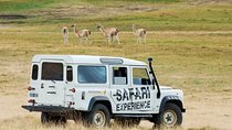 Safari Experience - Wildlife & Steppe