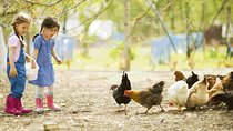 Educational farm for children in Rome