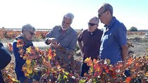 Private Wineries Tour from Valencia (morning tour)