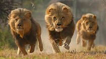 Private 3 Day Luxury Wildlife Migration Safari 