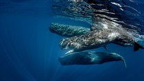 Mirissa Whale Watching Private Day Trip from Colombo or Negombo