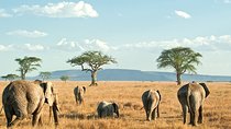 9-Day Taste of Kenya Wildlife Luxury Safari 