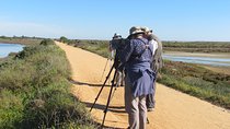 Half-day birdwatching around Tavira