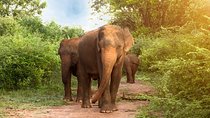 Day Trip to Udawalawe National Park from Colombo