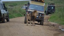 5 Day Private Lodge & Camping Tour of Tarangire, Serengeti & Ngorongoro Crater 