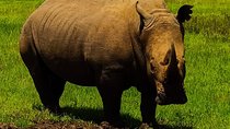 2-Day Ol Pejeta Conservancy Guided Safari Tour from Nairobi