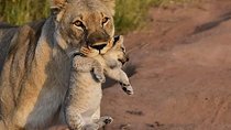 Kruger national park overnight safari 3 days/2 night