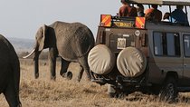 5-Day Amboseli, Tsavo West & Tsavo East Safari