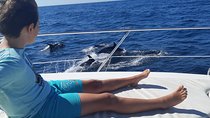 2 Hours Dolphin Watching in Marbella