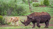 Rhino and Lion Nature Reserve Safari Tour from Johannesburg