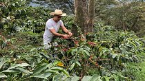 Coffee Farm and Salento Walking Tour