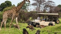 Cape town private - The Best of Big five safari 