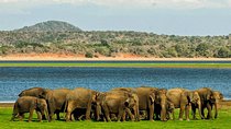 Full-Day Private Tour of Sigiriya and Minneriya National Park