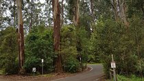 Full-Day Dandenong Ranges Tour with Pickup from Melbourne