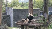 Full-Day Private Tour of Chengdu and Panda Base with Lunch