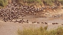 6 Days Safari to Maasai Mara N/R, Lake Nakuru N/P, Hells Gate N/P Lake Naivasha.