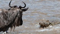 3 Days Masai Mara Wildebeest migration safari 
