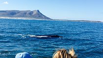 Whale Watching Tour in Hermanus with Hotel Pickup