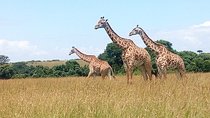 2-Day Private Guided Safari of Lake Nakuru Park from Nairobi