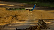 All Inclusive Private Safari at Yala and Bundala National Parks with Lunch