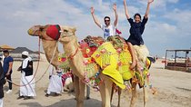 Desert Safari Adventure 4 hours from Doha with Pickup