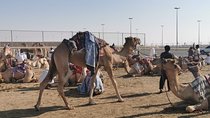 Half-Day Private Guided Camel Race Tour in Qatar