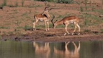1-Day Trip Tarangire N.P Small group Tour Tanzania sharing Safari