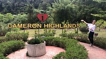2 Days Cameron Highlands, Batu Caves & Kuala Selangor Fireflies Tour
