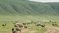 6 Days Mid - Range Lodge Safari To Lake Manyara Serengeti Ngorongoro & Tarangire