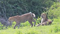Yala National Park Jeep Safari - One Day Trip