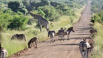 Pilanesberg Safari experience 