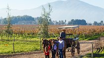 Private Colchagua Valley wine tour all inclusive from Santiago