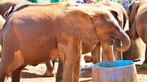 David Sheldrick Elephant Orphanage & Giraffe Center Guided Day Tour