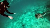 Private Cenote & Snorkeling Tour with Turtles in Akumal