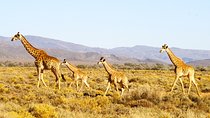 4 Day Cape Town Essential Tours & Overnight Big 5 Safari At Inverdoorn
