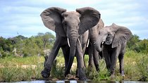 4-Day Kruger National Park Safari from Johannesburg