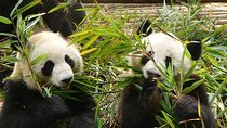 Private Day Tour: Chengdu Panda Base and Leshan Grand Buddha