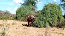 Tarangire National Park Full day Tour