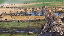 6 days Private Safari Tour Tanzania