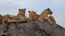 4 days Serengeti and Ngorongoro Crater Tanzania Tour