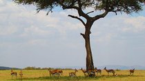 1 Day Safari to Olpajeta Conservancy