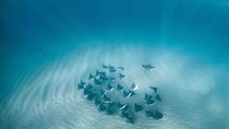 Mobula Ray Snorkeling
