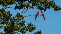 Wild Macaws Tours in Punta Islita from Playa Samara